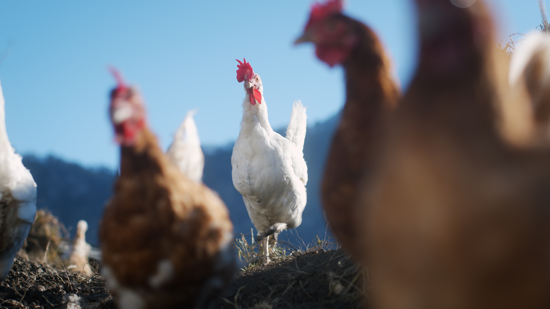 Rohschnitt.01 48 20 18.standbild013